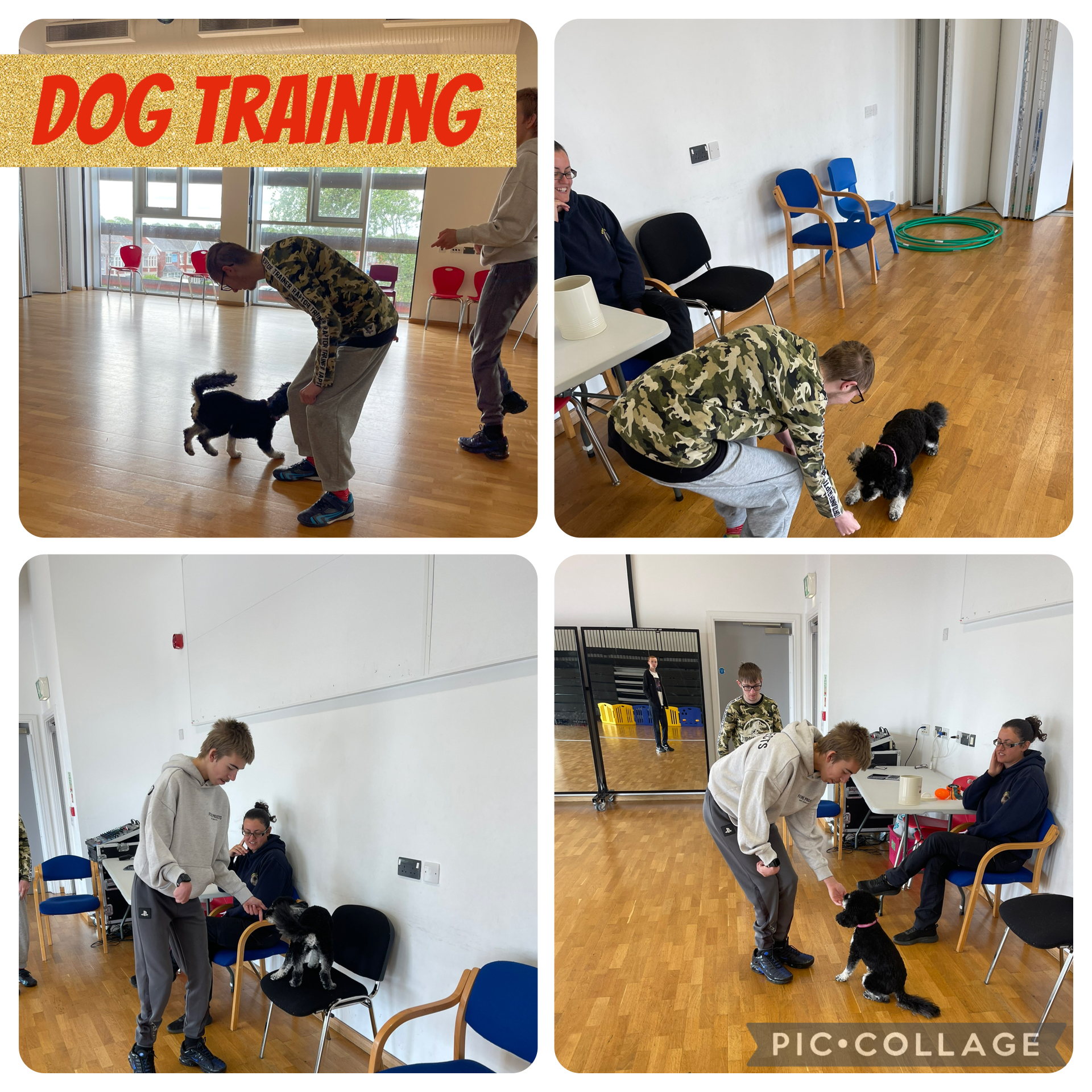 Image of Dog training