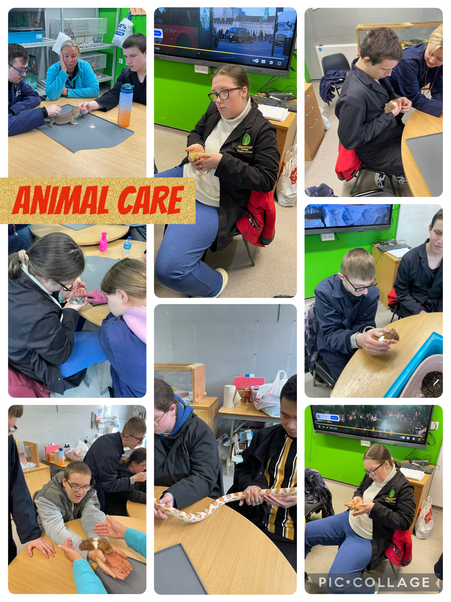 Image of Animal care 1