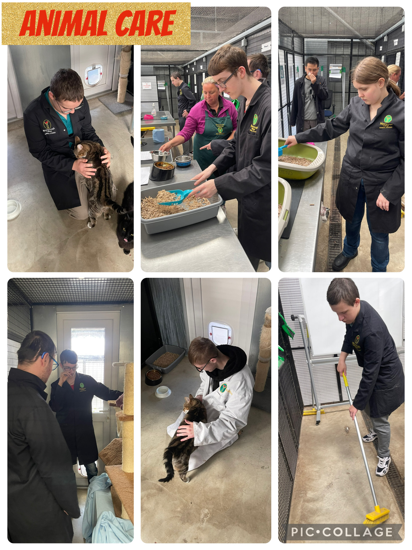 Image of Cat Care @ Myerscough!