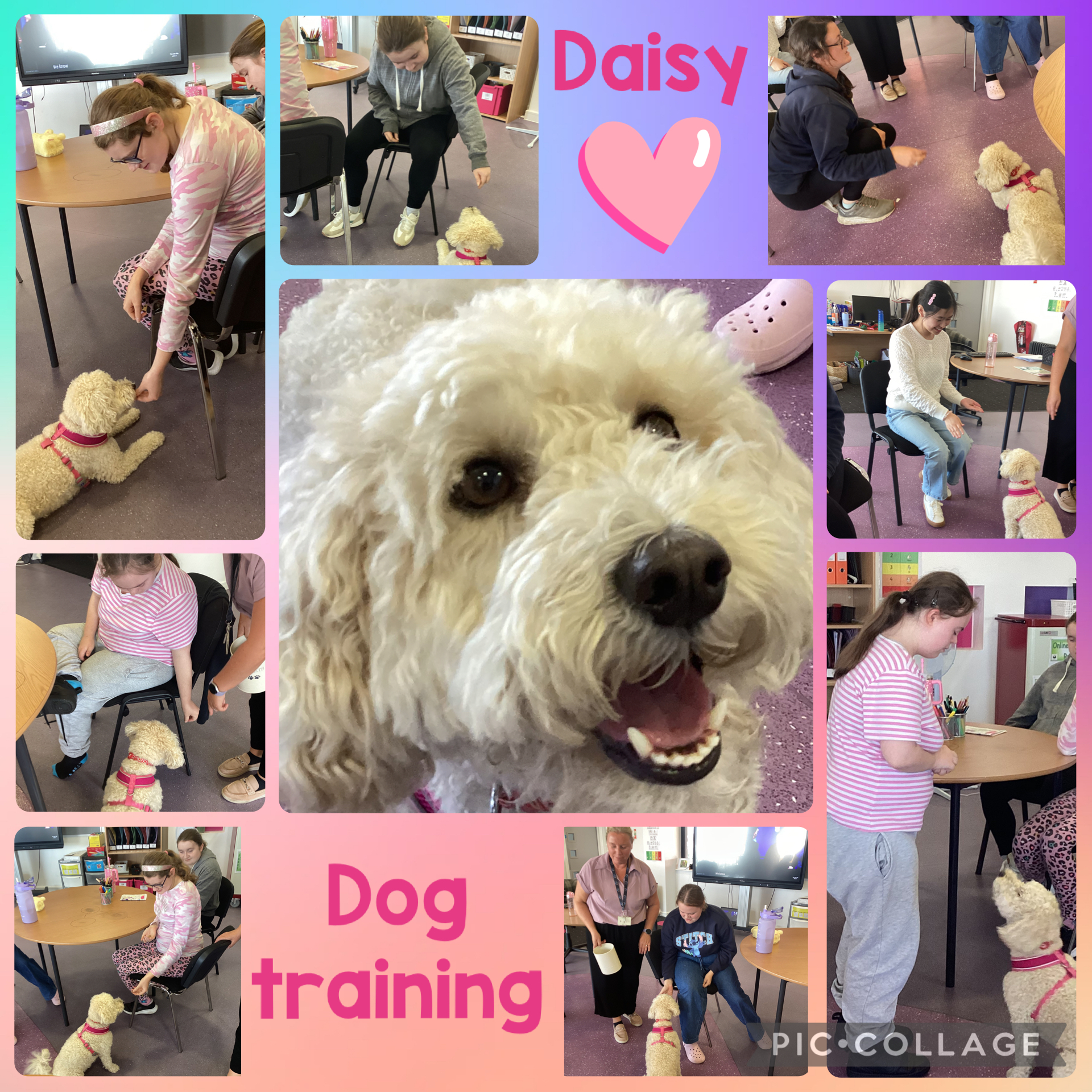 Image of Daisy Dog Training 