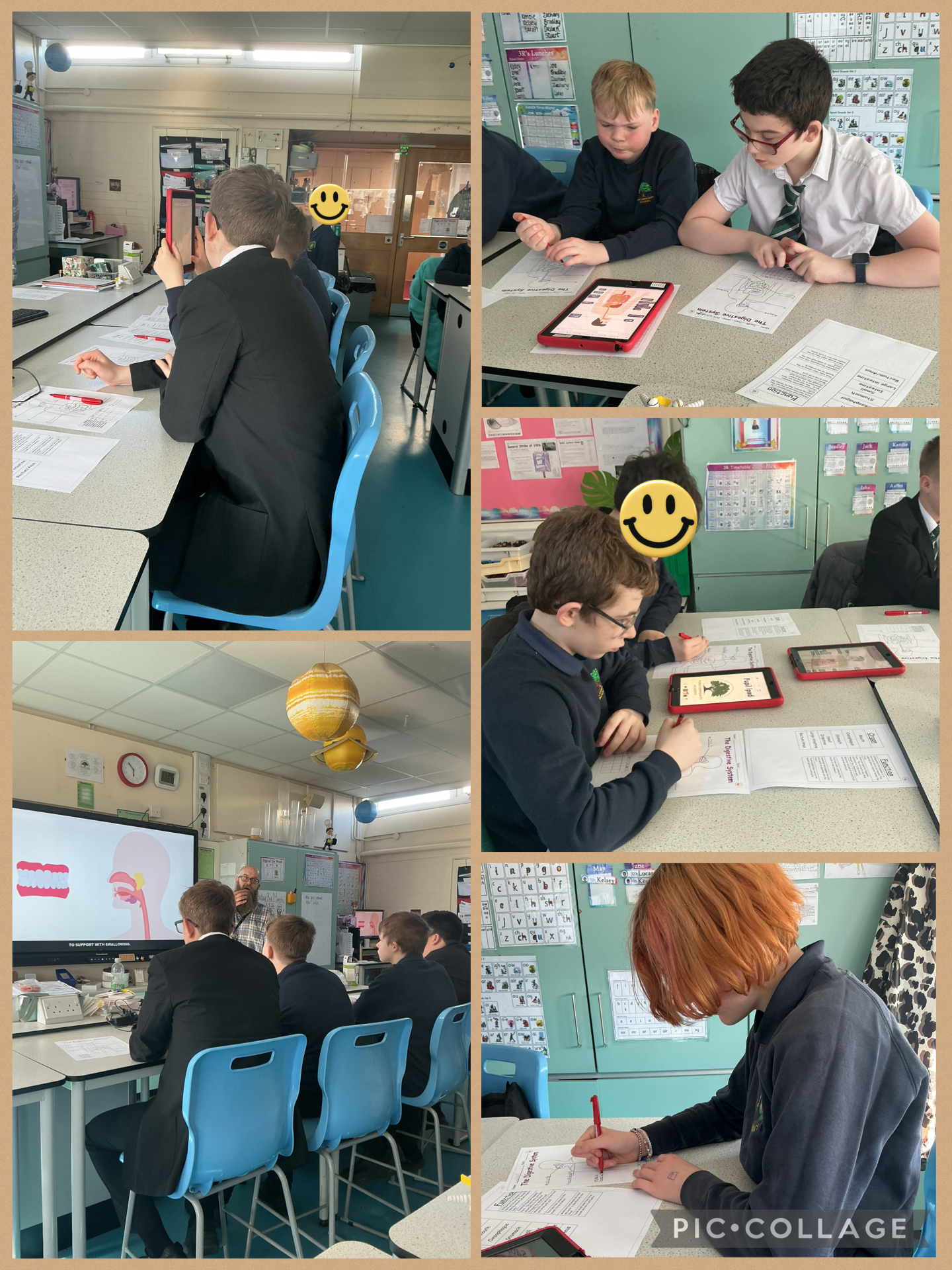 Image of The digestive system! 