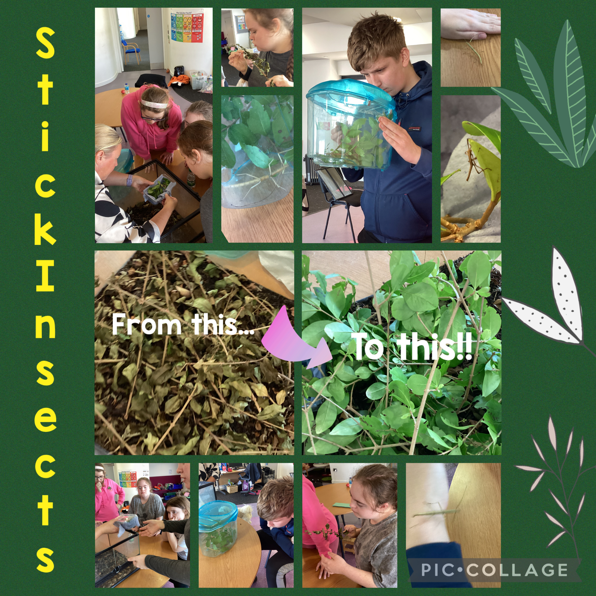 Image of Stick Insects