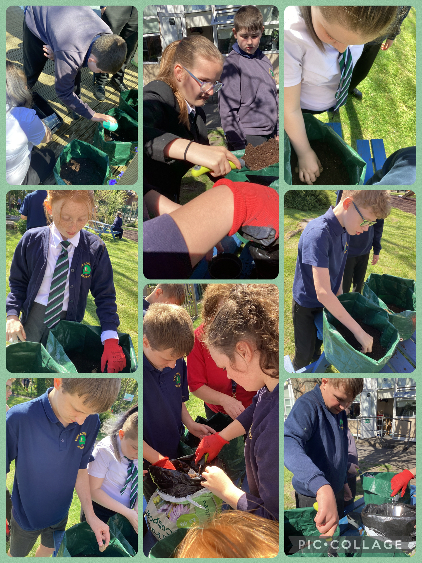 Image of Chipping potatoes!