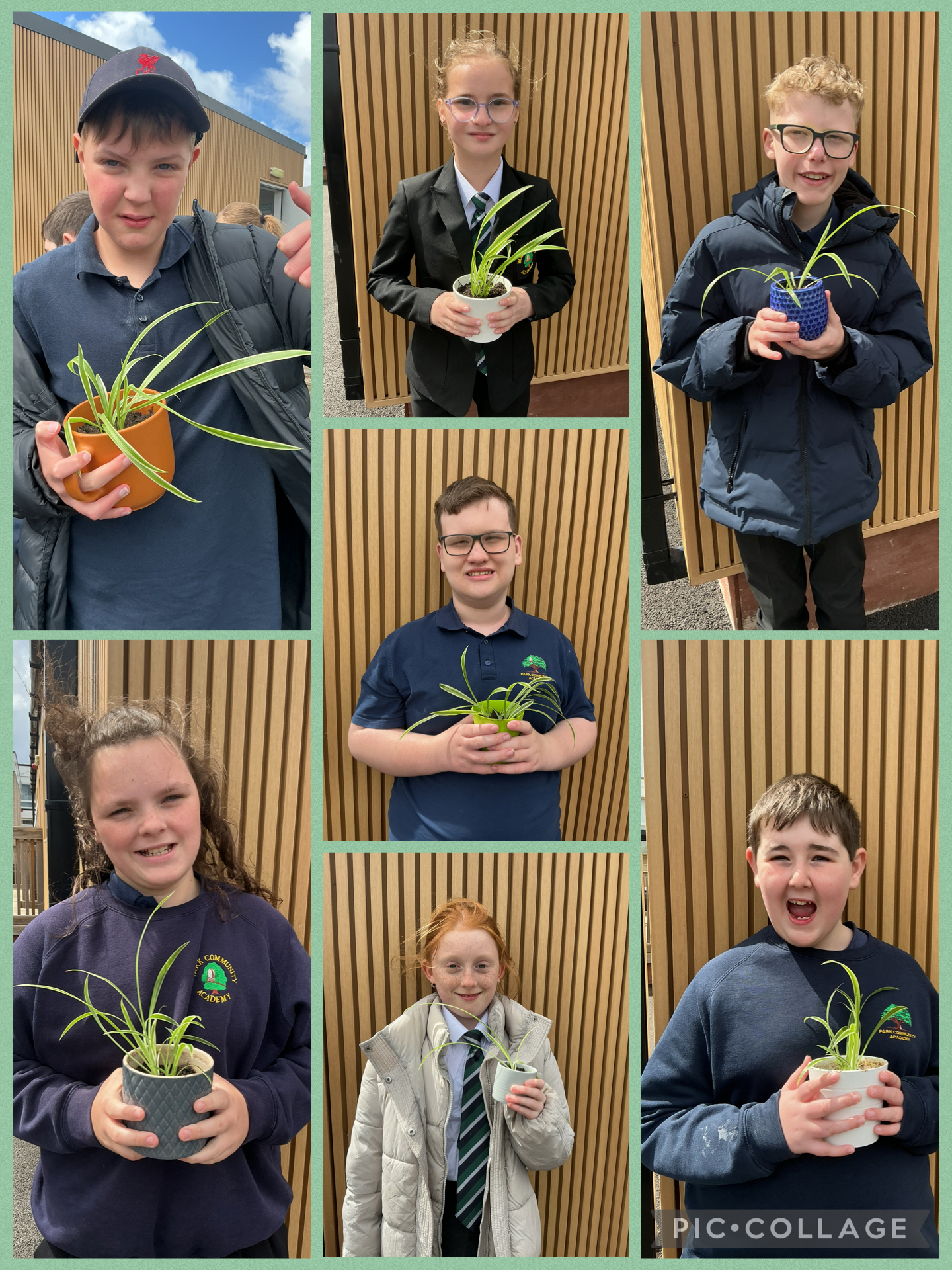 Image of Spider plants!