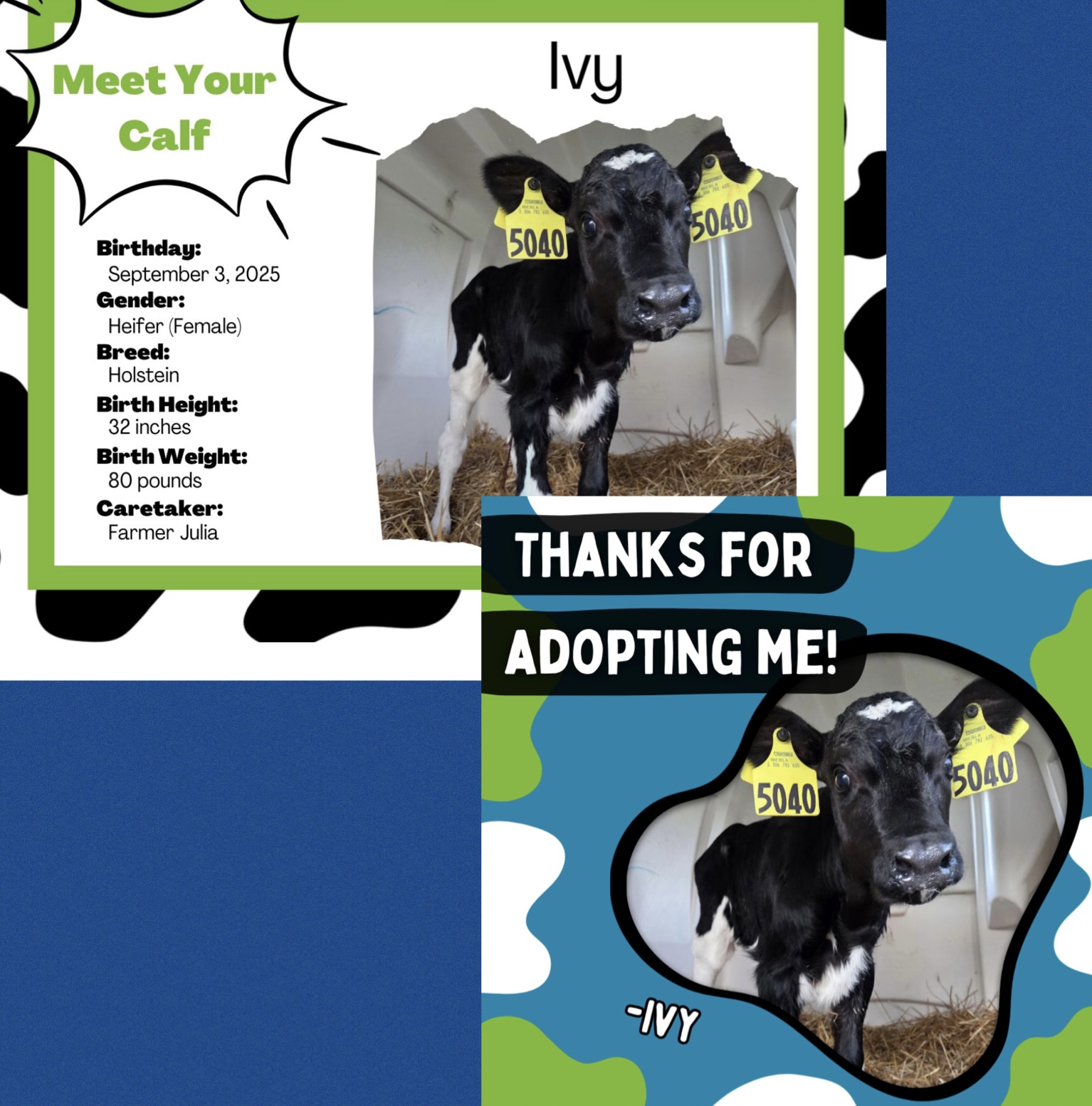 Image of We adopted a cow!