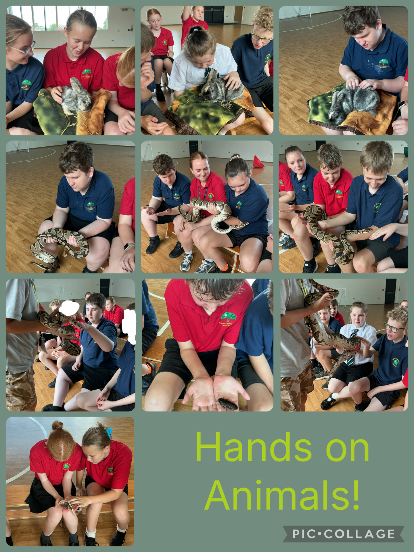 Image of Hands on Animals!
