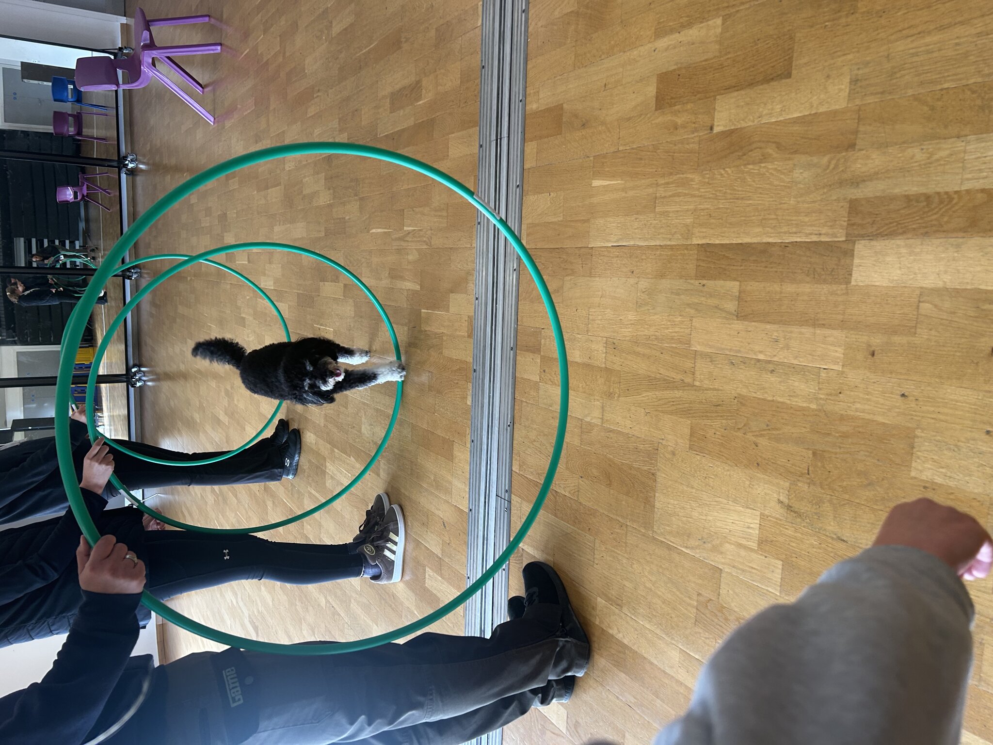 Image of Dog therapy training