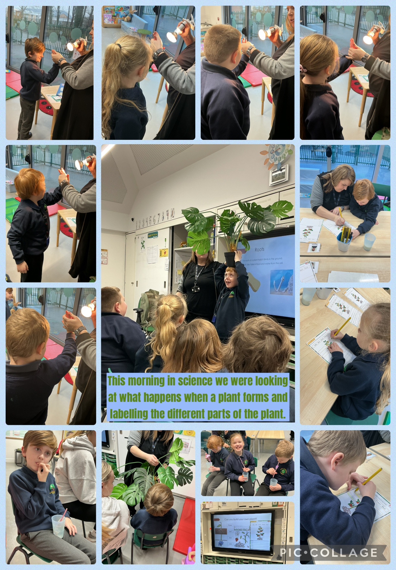 Image of Plants in Science