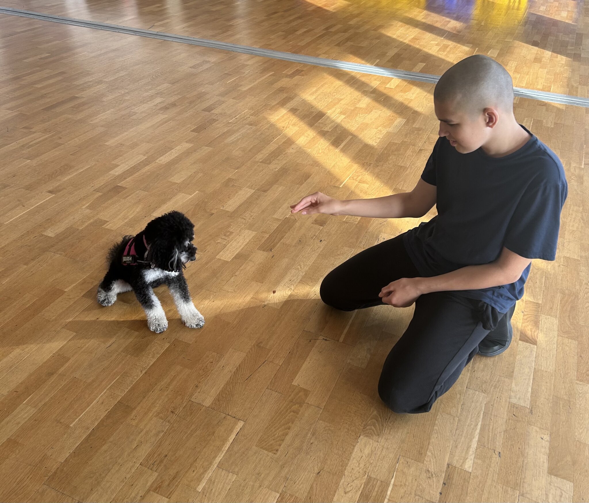 Image of Dog training