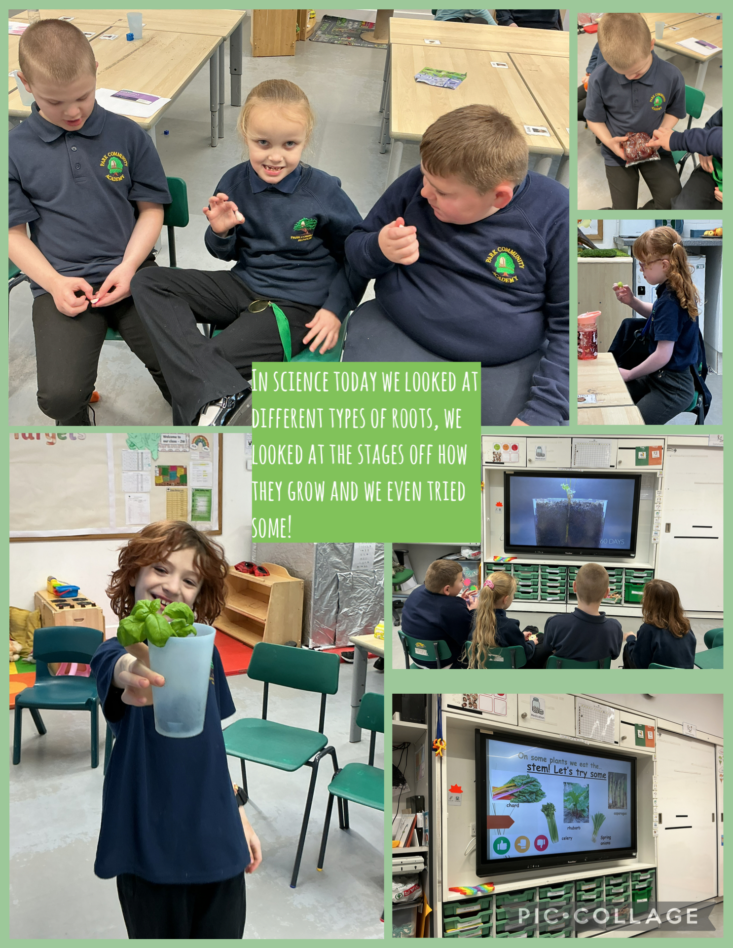 Image of Roots and stems