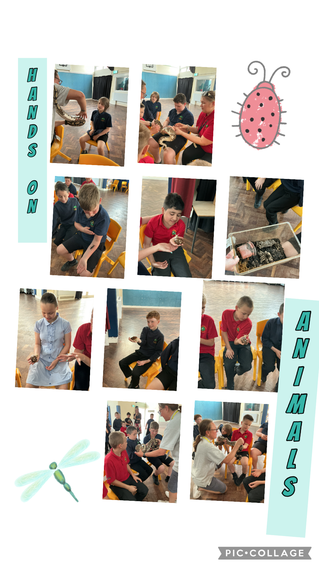 Image of Hands on animals 
