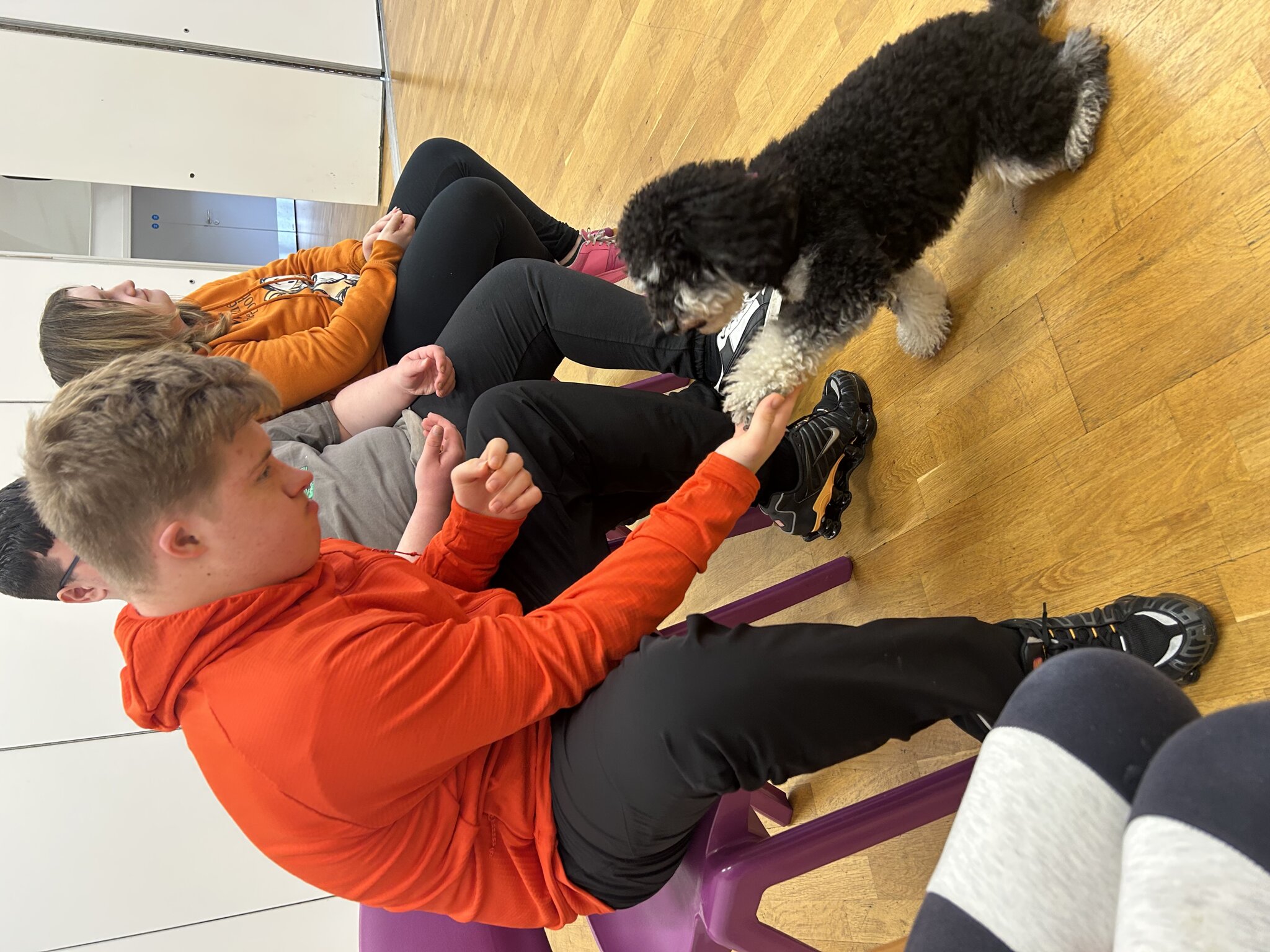 Image of Dog training