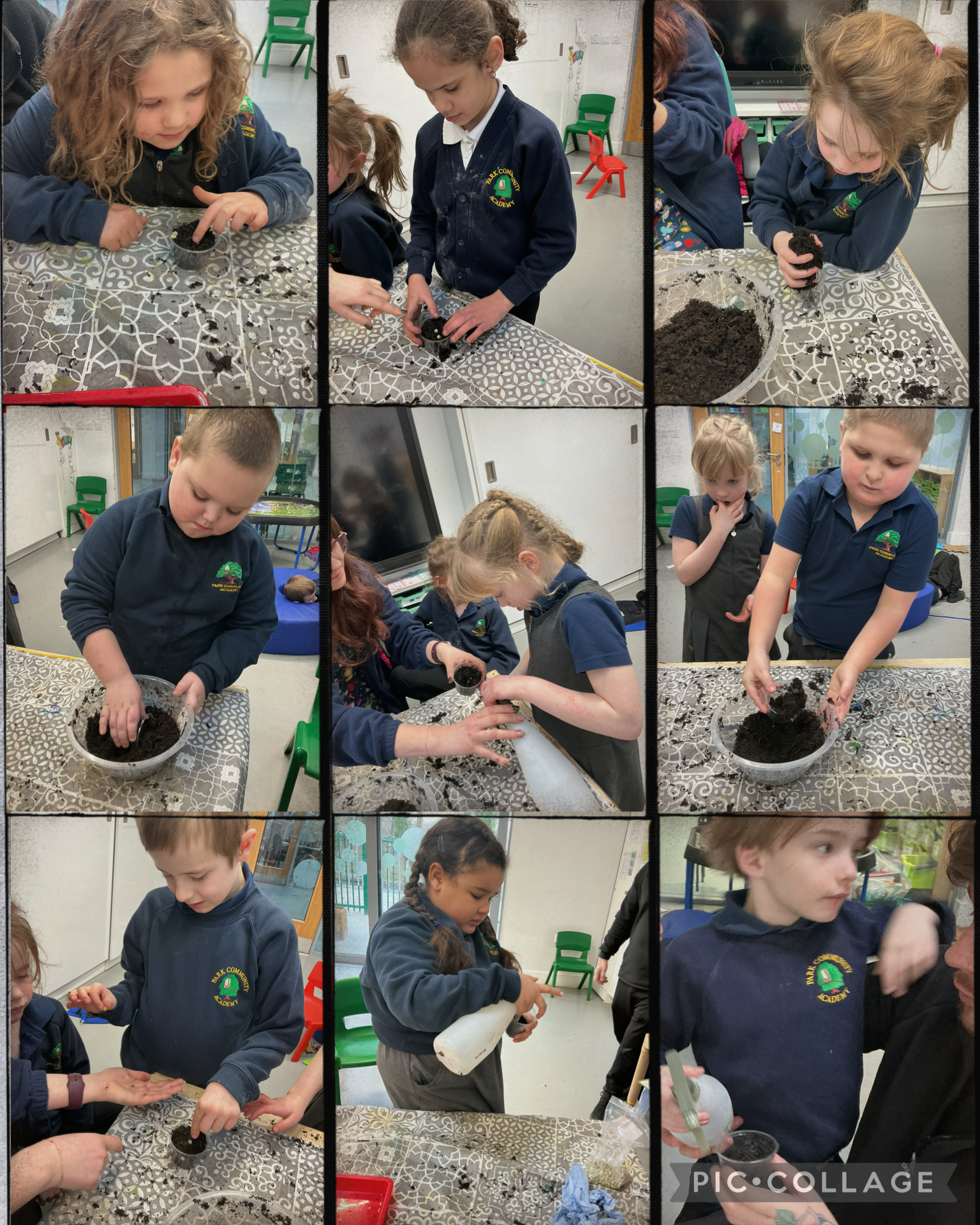 Image of Planting our peas