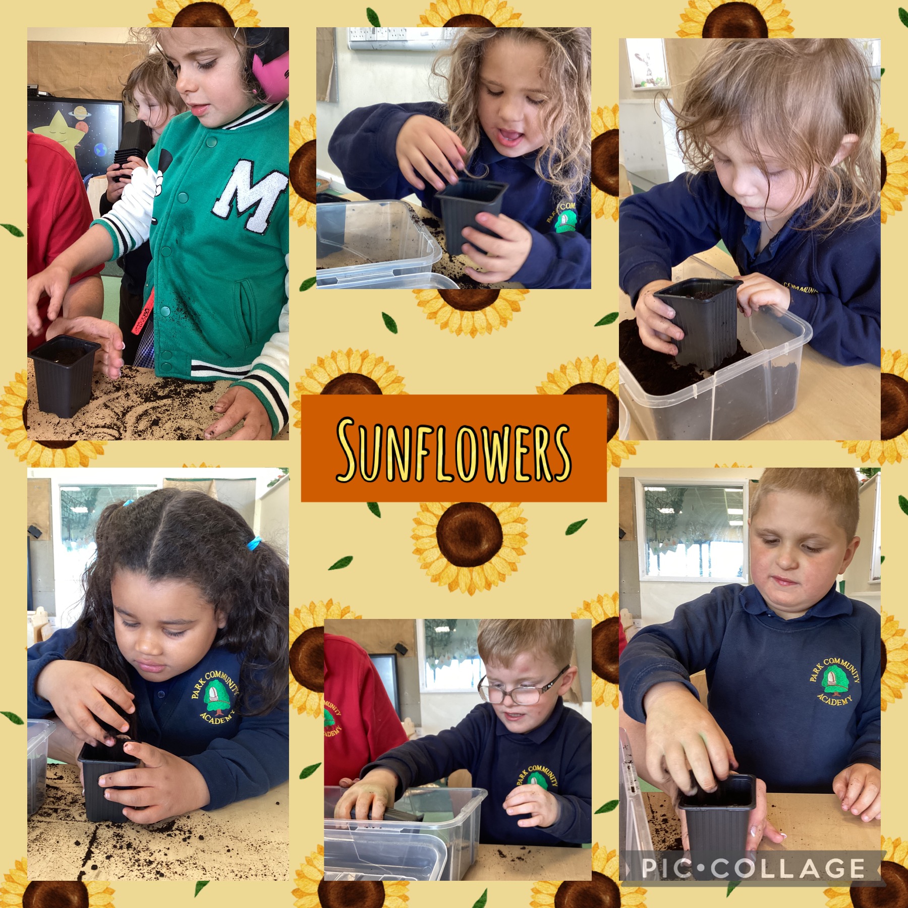 Image of Planting sunflower seeds