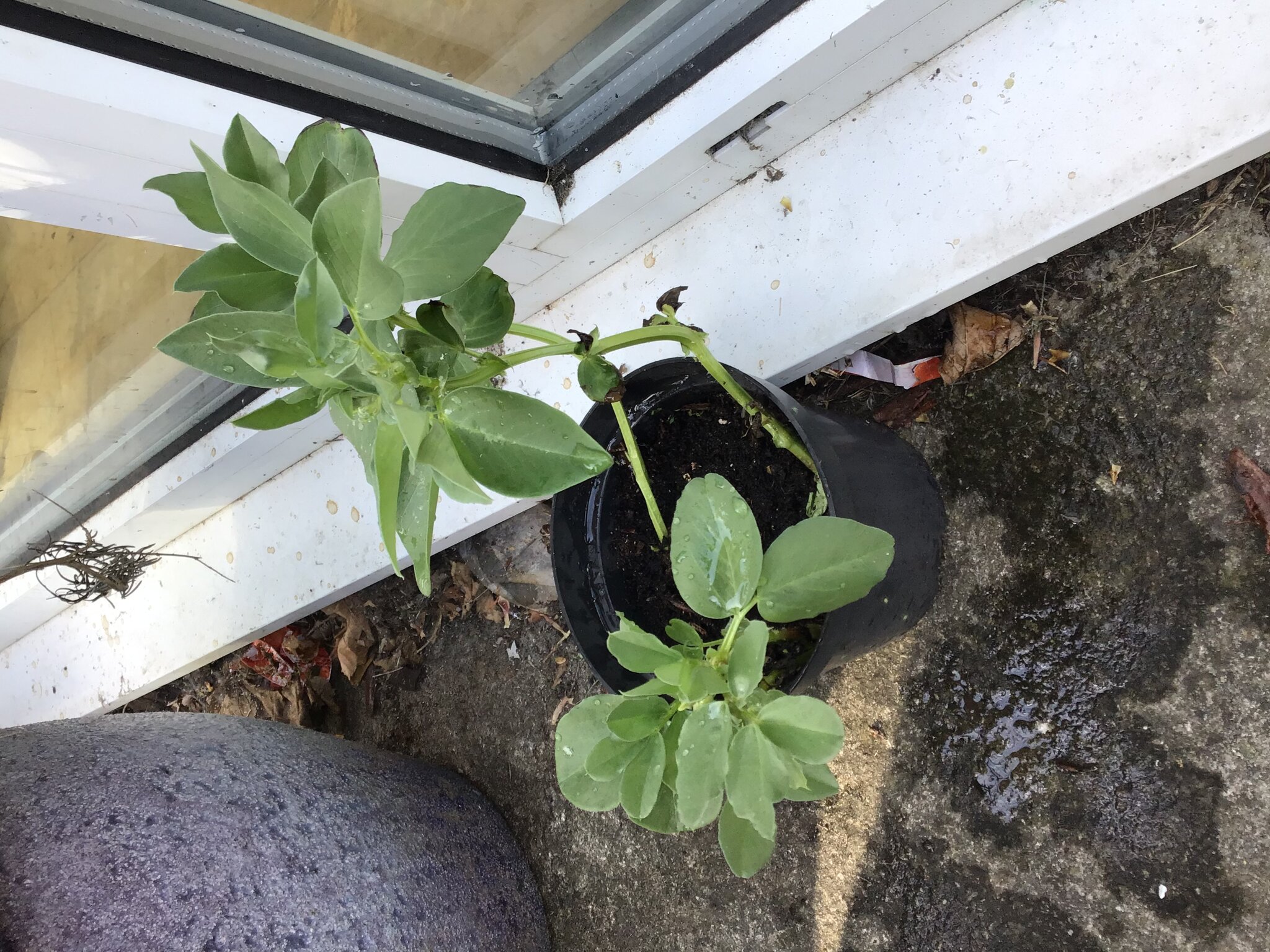 Image of Jaidan’s plant is looking very healthy!