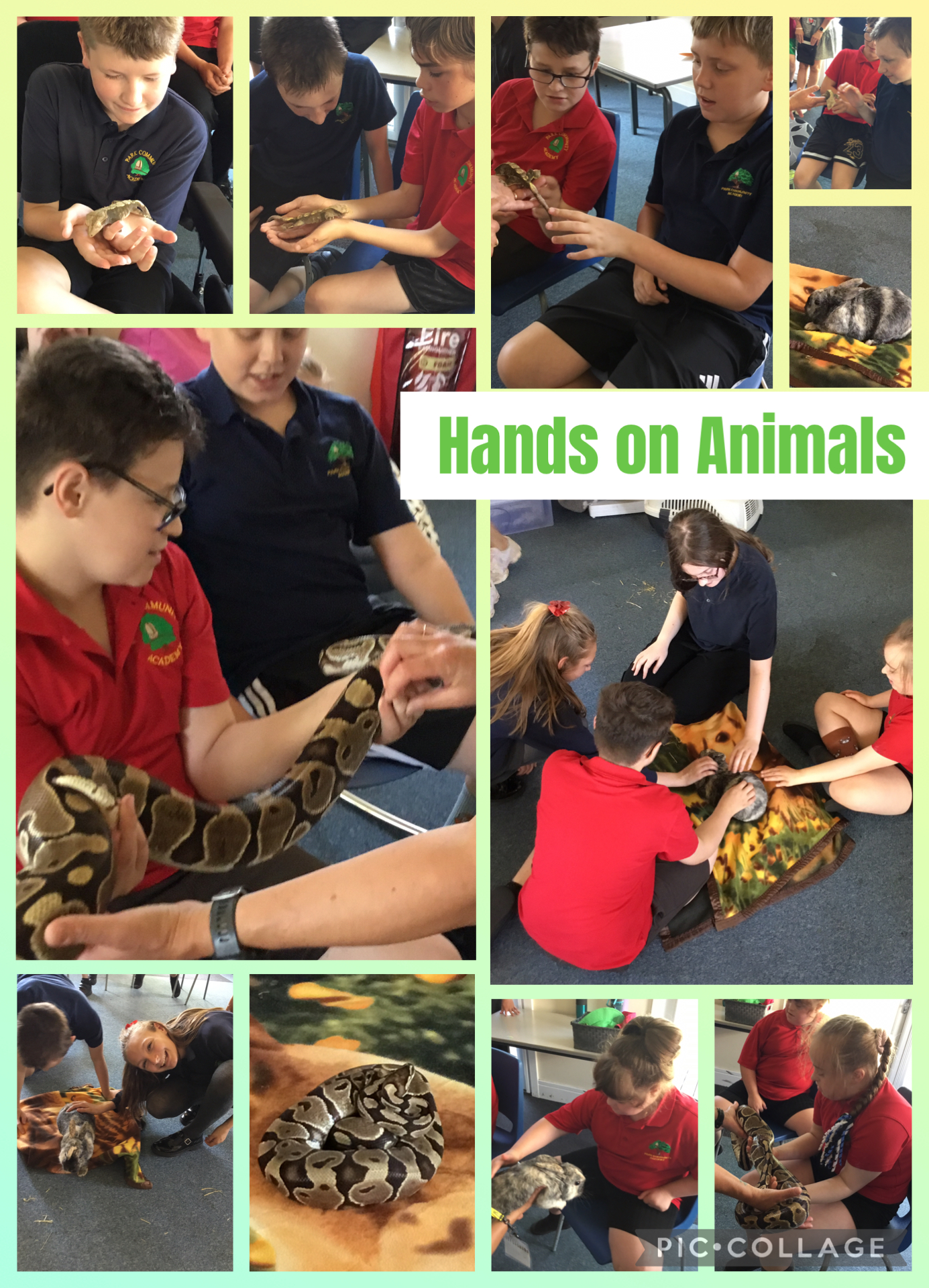 Image of Hands on Animals