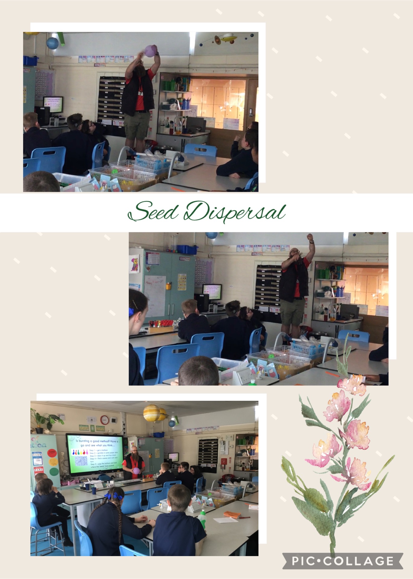 Image of Seed Dispersals