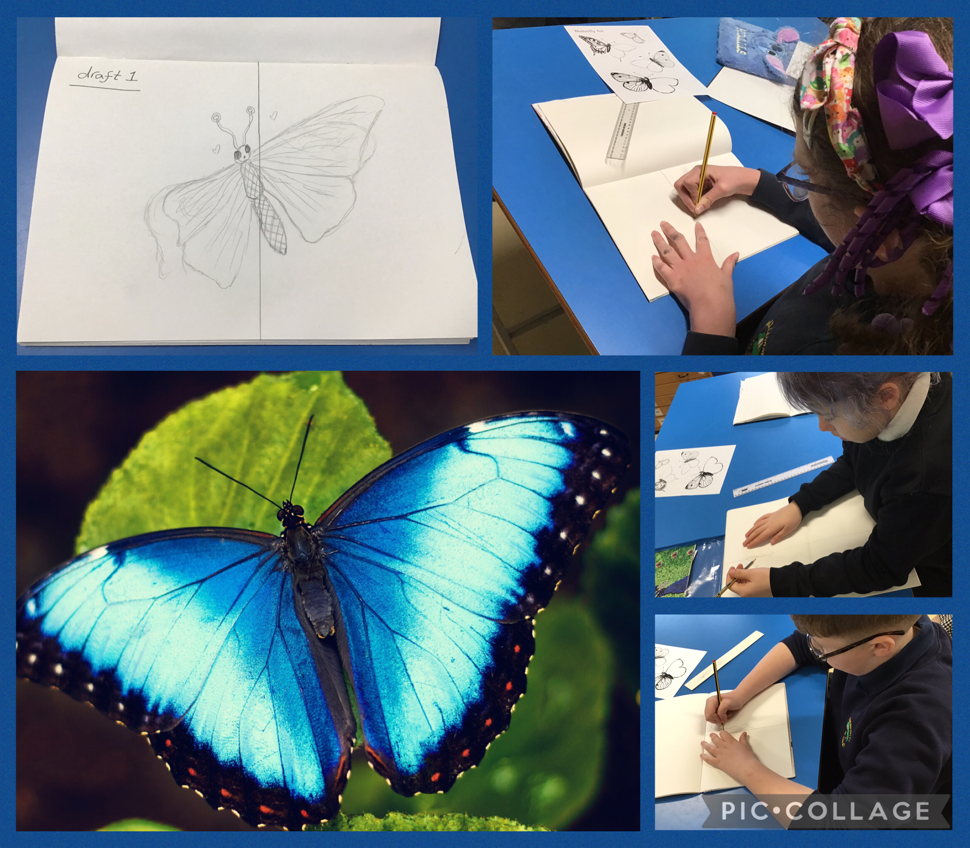 Image of Butterflies