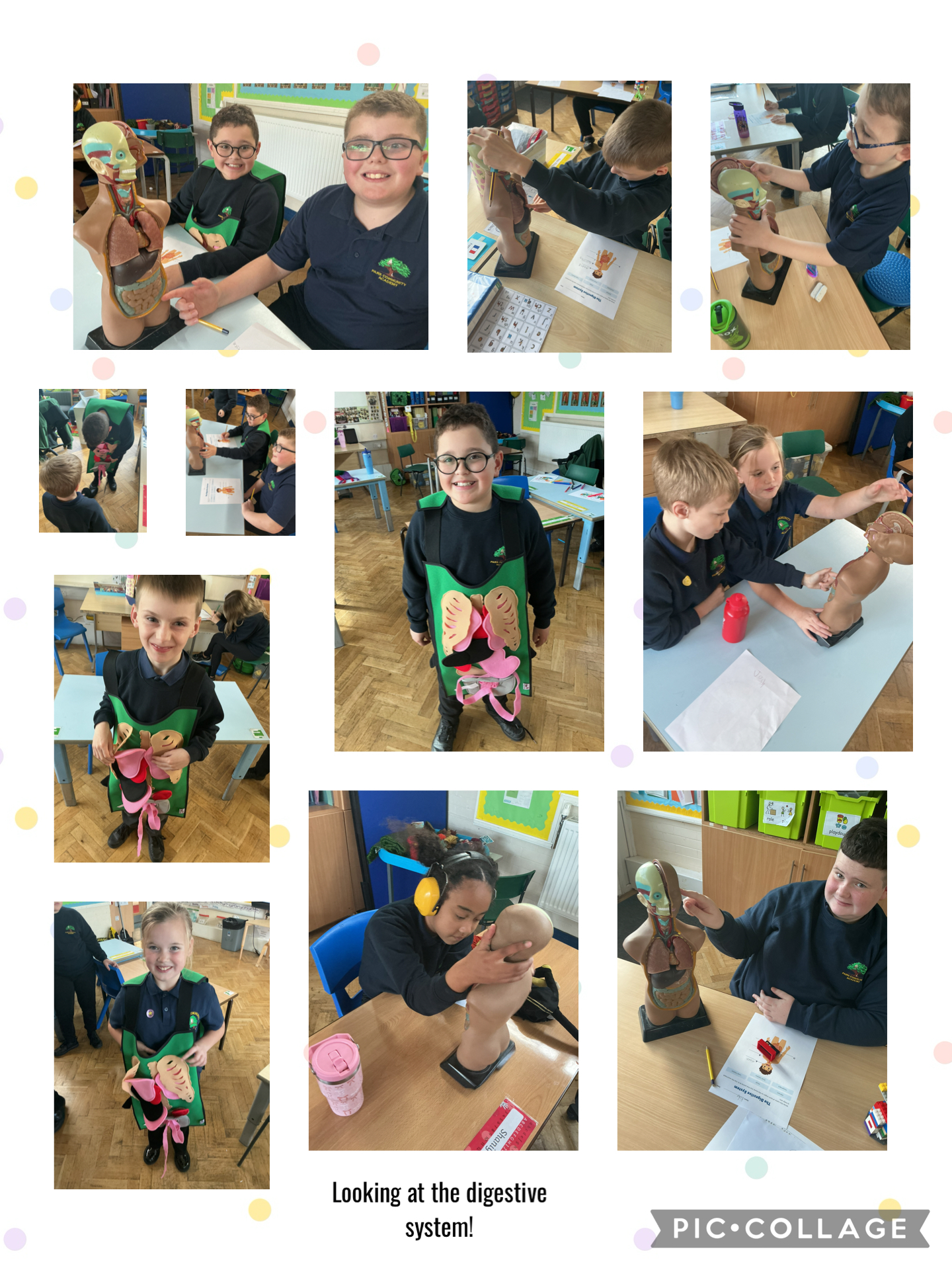 Image of Looking at the digestive system 