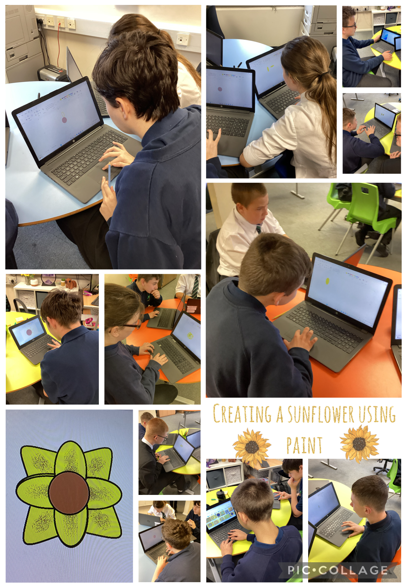 Image of Sunflower pictures