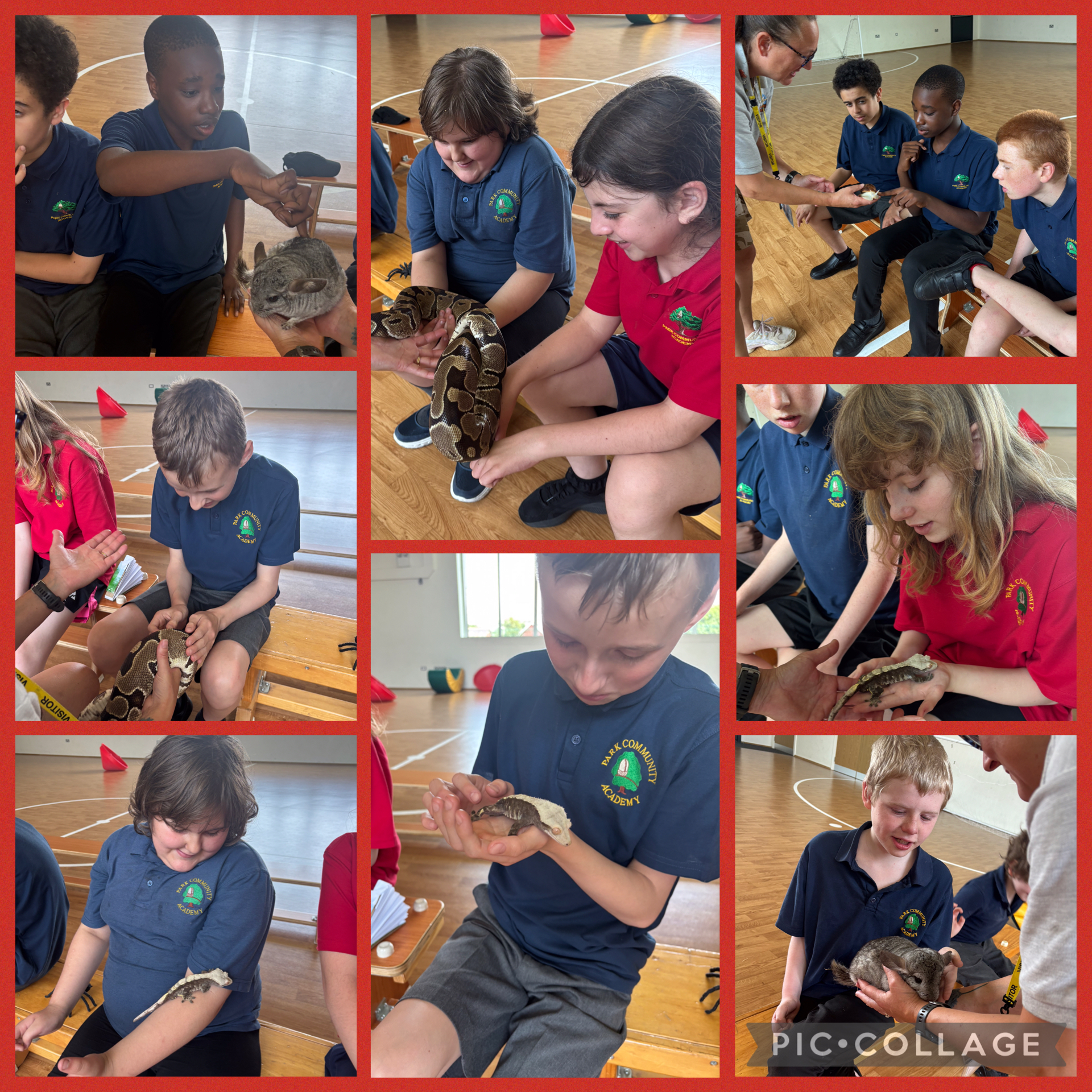 Image of Hands on animals 