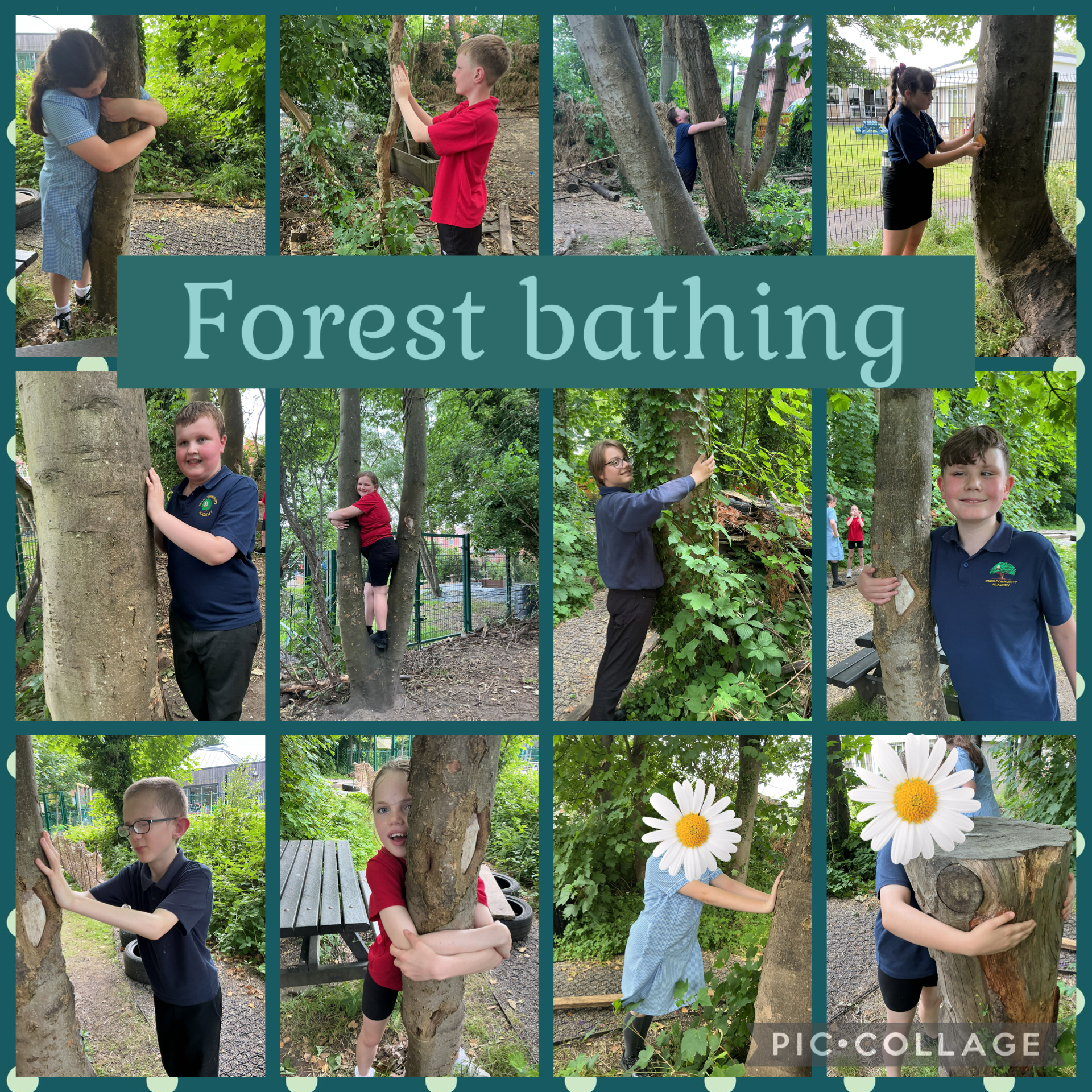 Image of Shinrin-yoku forest bathing