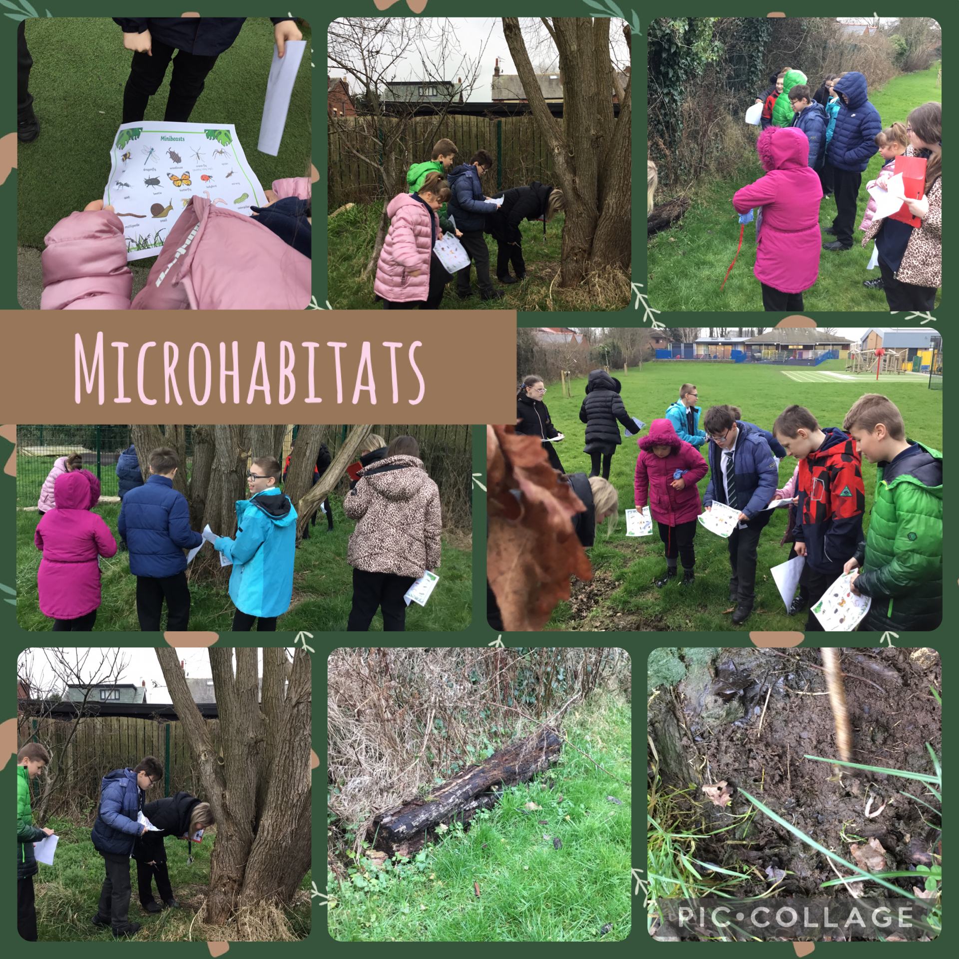 Image of Microhabitat hunt