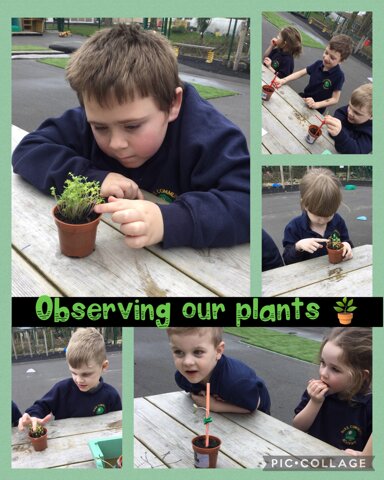 Image of Observing plants 