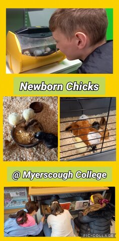 Image of Newborn Chicks at Myerscough College 