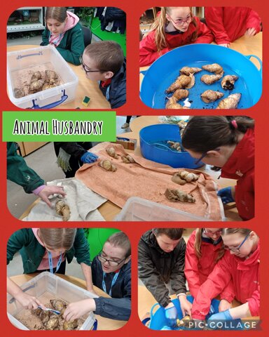 Image of Snail Husbandry at Myerscough College 