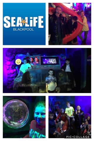 Image of Sea life 