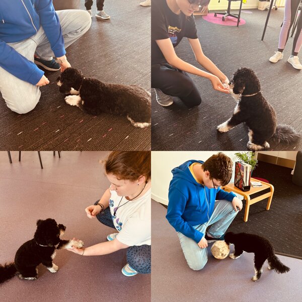 Image of Therapy dog training