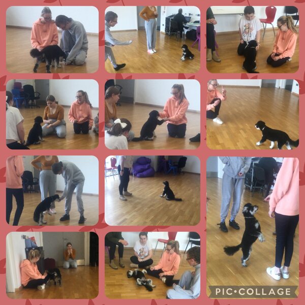 Image of Dog training week 2