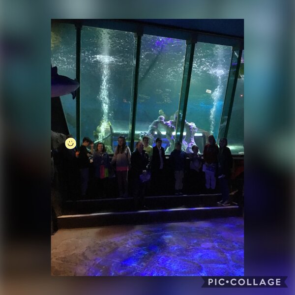 Sea life. Park Community Academy