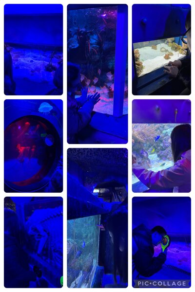 Image of Rewards Day- Sea Life Blackpool 7