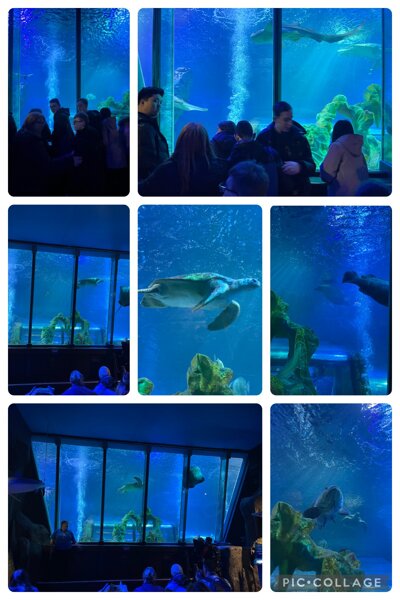 Image of Rewards Day- Sea Life Blackpool 11