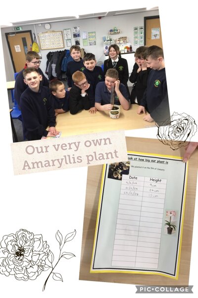 Image of 3J’s Amaryllis Plant 