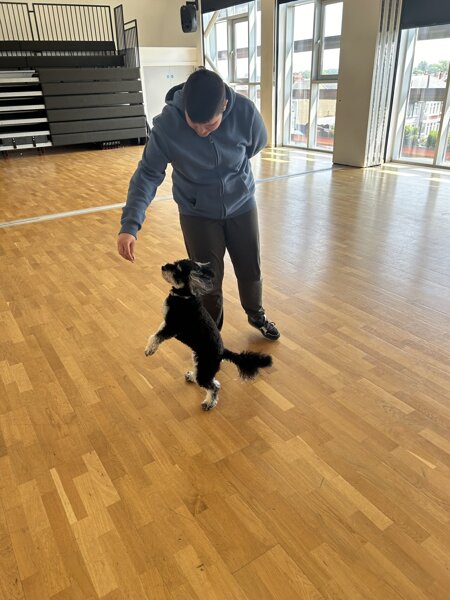 Image of Dog training