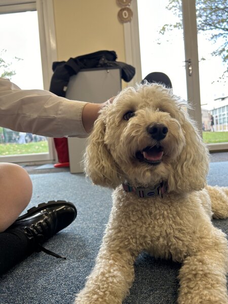 Image of Our therapy dog