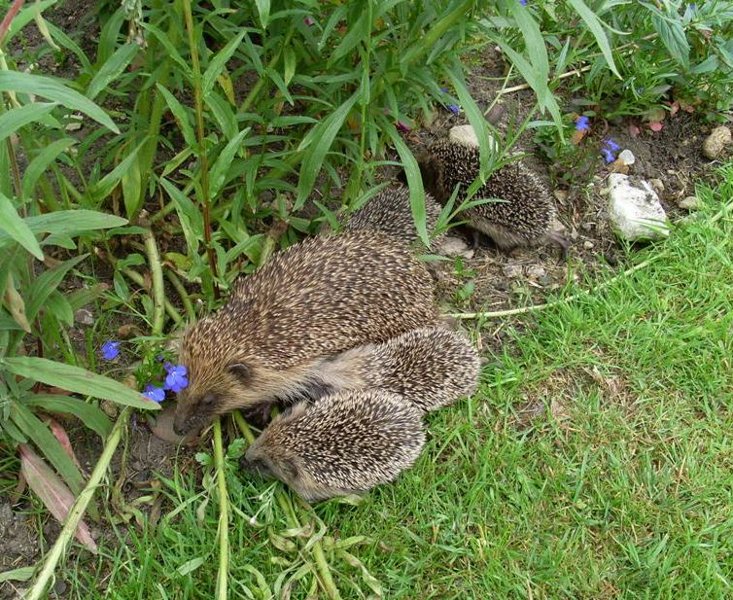 what to feed hedgehogs in the garden
