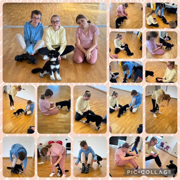 Image of Dog training week 3