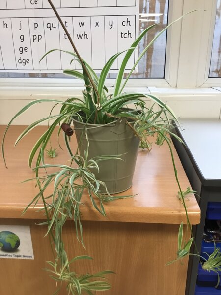 Image of Our Class Spiderplant