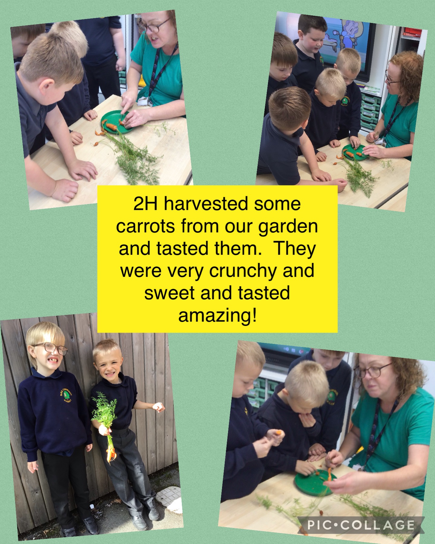 Image of Carrot harvesting and tasting