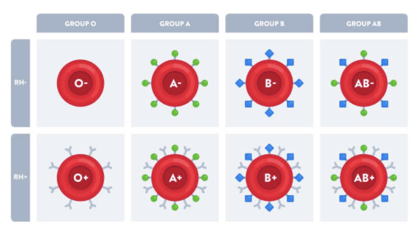 Image of What blood type are you? 