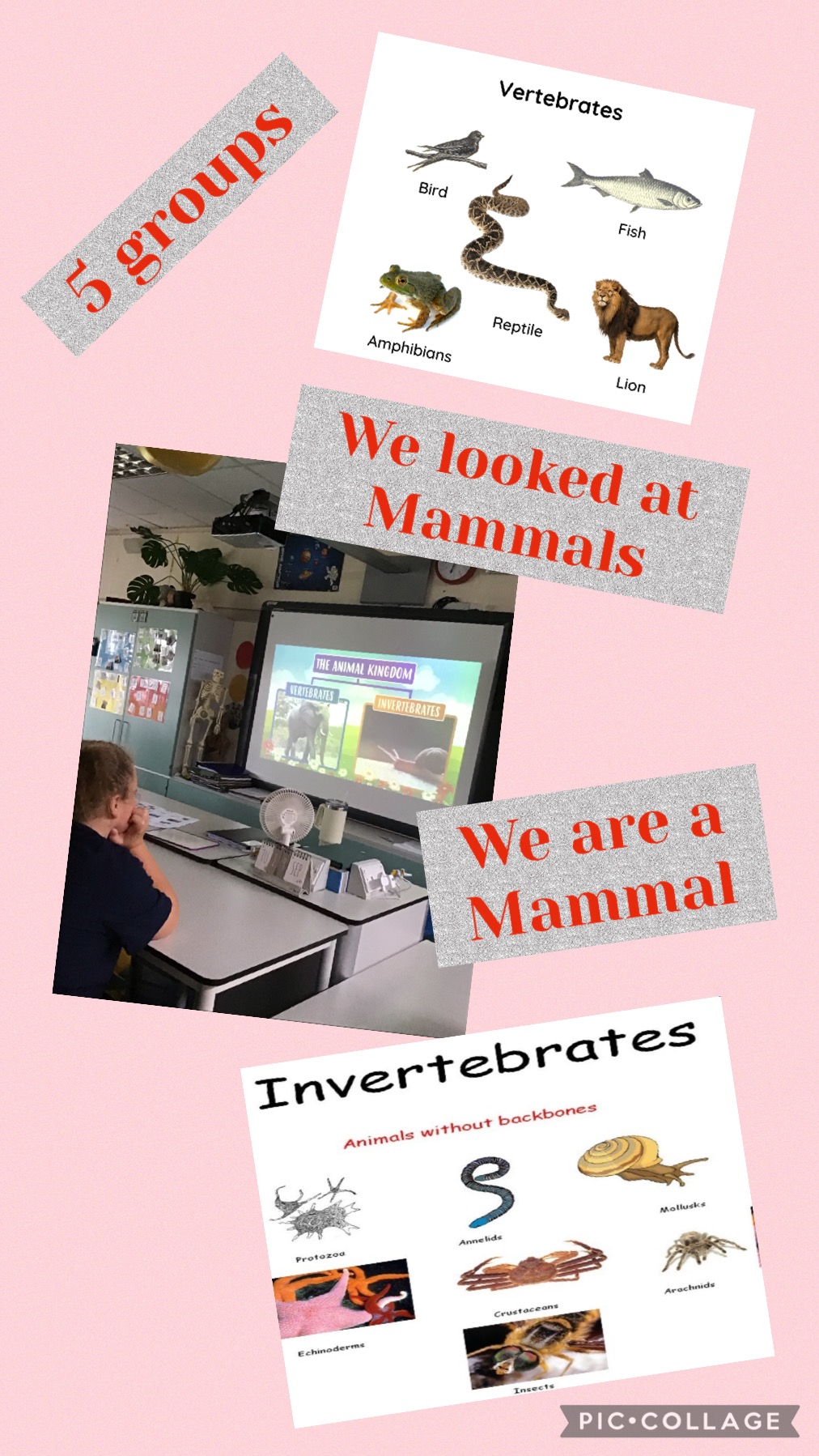 Image of In Science we looked at Mammals