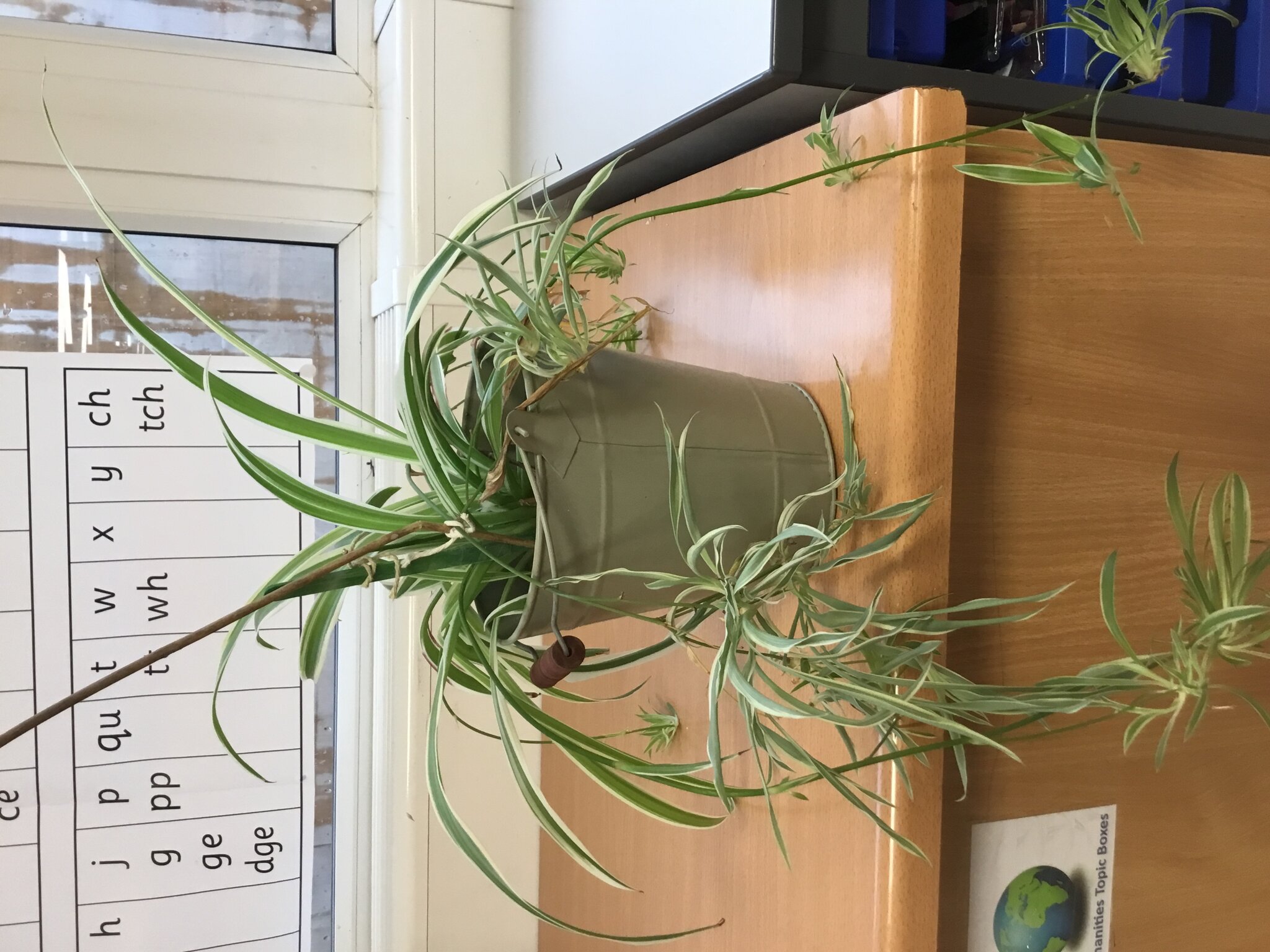 Image of Our Class Spiderplant