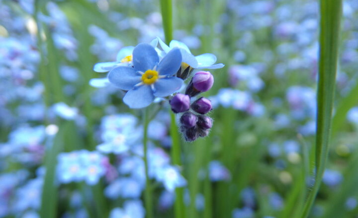 Image of Humanities photo challenge - Week 10 (floral)