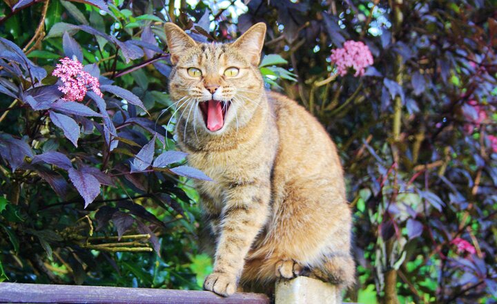 Image of Humanities photo challenge - Week 13 (anything!)