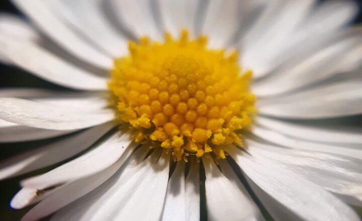 Image of Humanities photo challenge - Week 5 (macro)