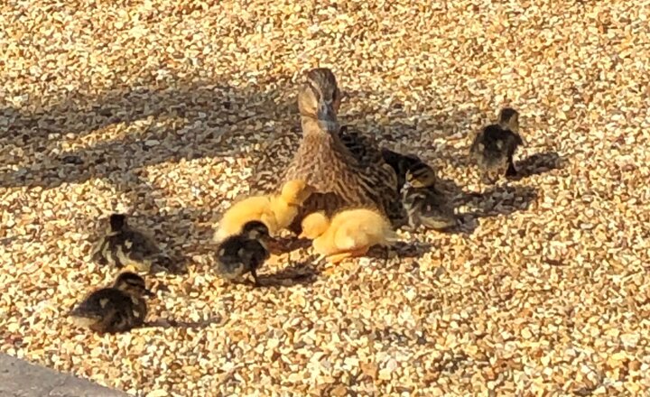 Image of The ducks are back